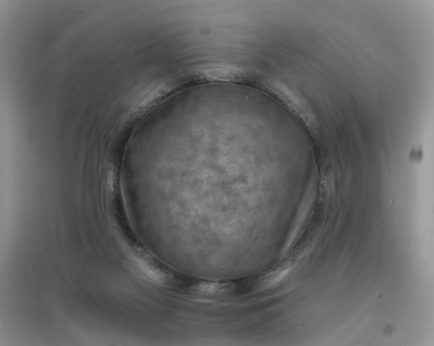 X0000097650117200803142118