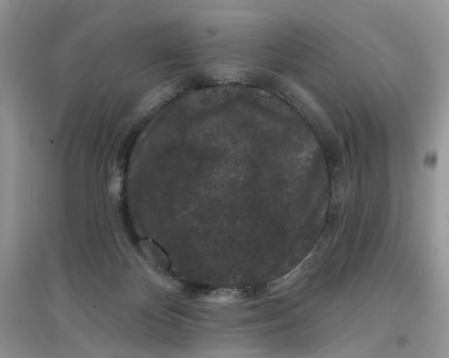 X0000097650124200803142118