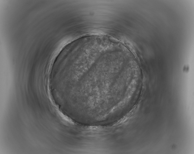 X0000097650145200803142117