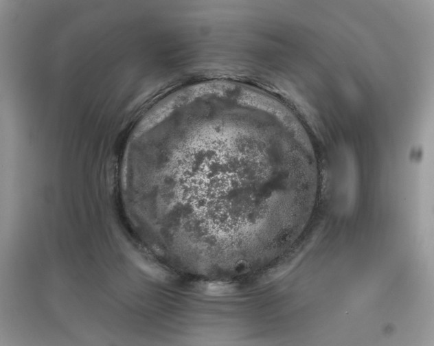 X0000097650165200803142117