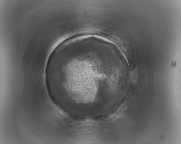 X0000097650196200803142117