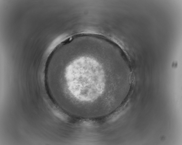 X0000097650199200803142117