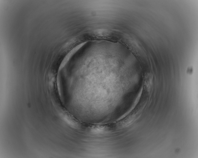 X0000097650235200803142117