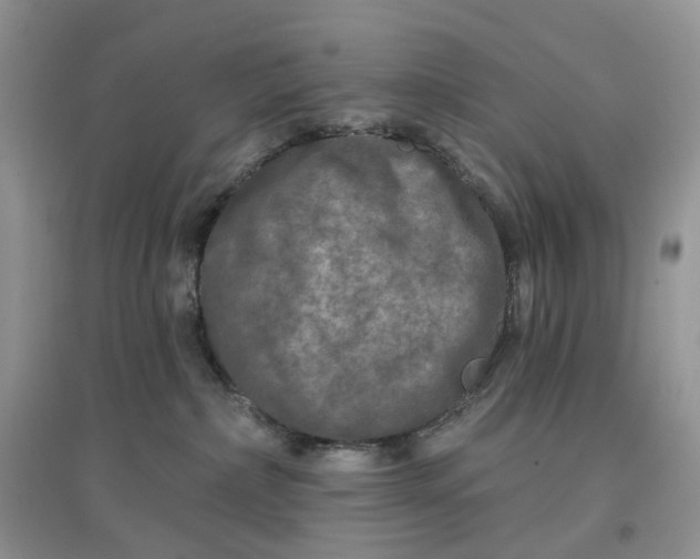 X0000097650236200803142117