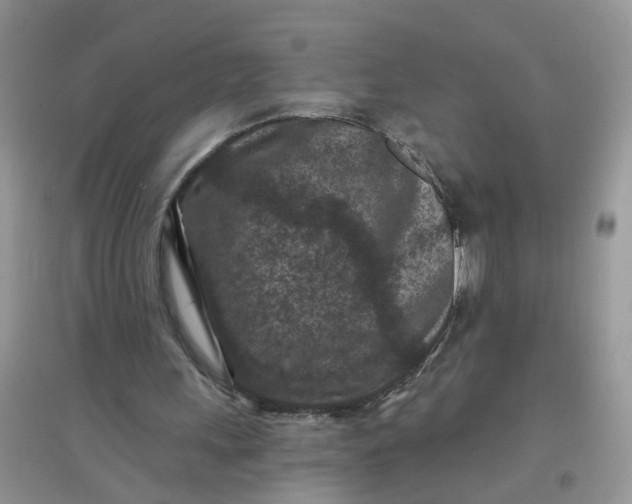 X0000097650243200803142116