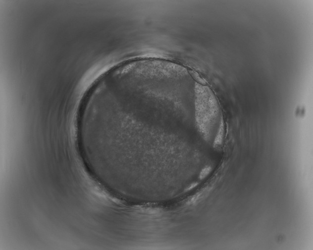 X0000097650247200803142116