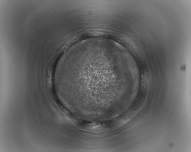 X0000097650267200803142116