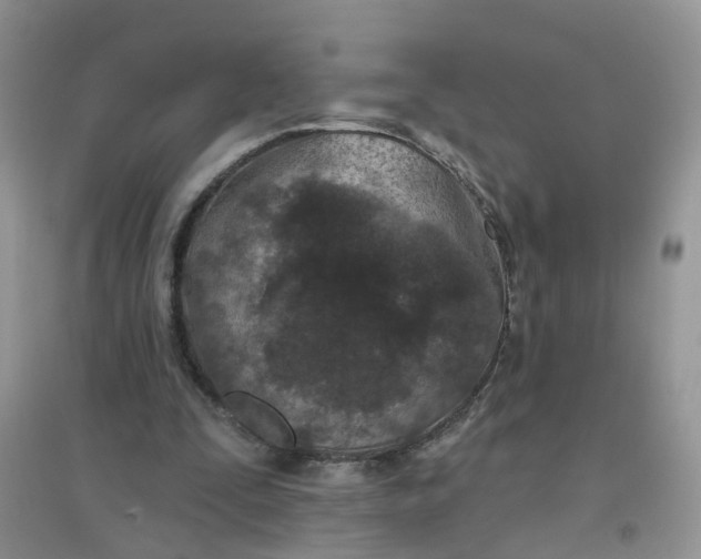 X0000097650295200803142116