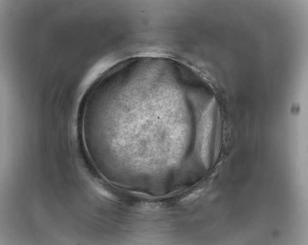 X0000097650296200803142116