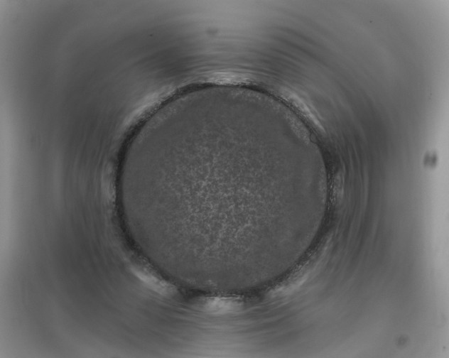 X0000097650303200803142116