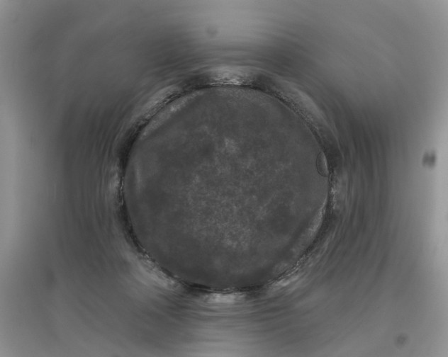 X0000097650314200803142115