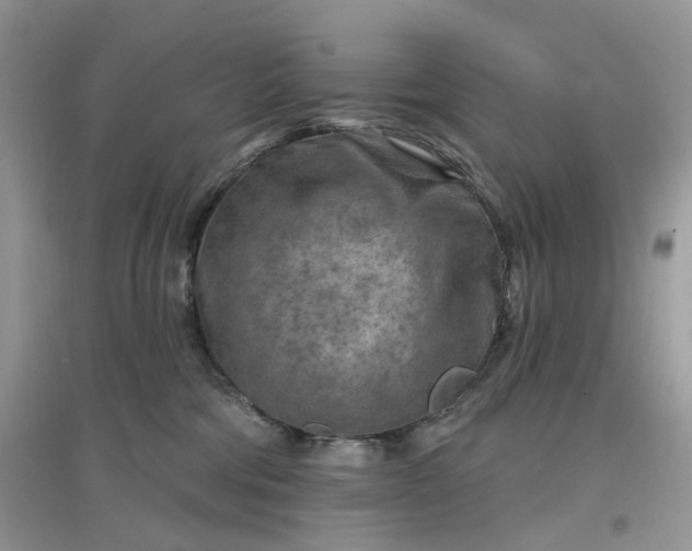 X0000097650330200803142115