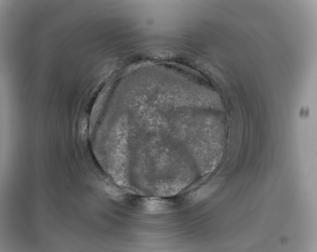 X0000097650336200803142115