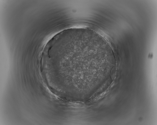 X0000097650337200803142115