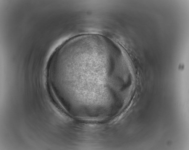 X0000097650342200803142115