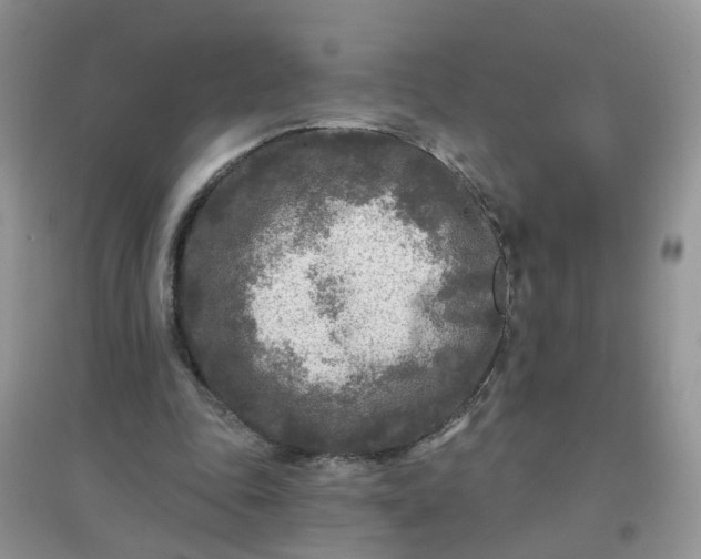 X0000097650343200803142115