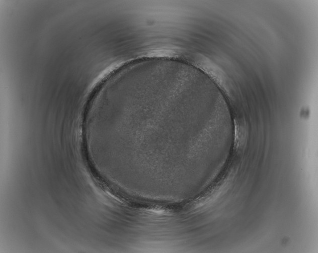 X0000097650348200803142115