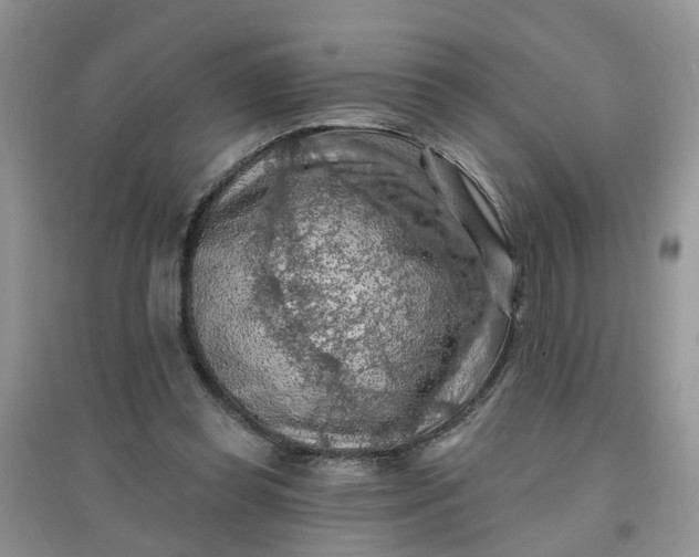 X0000097650349200803142115