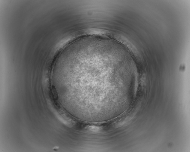 X0000097650352200803142115