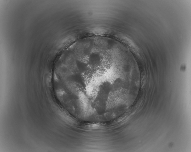 X0000097650365200803142115