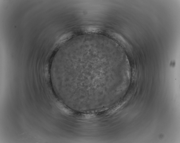 X0000097650377200803142115