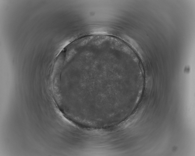 X0000097650385200803142115