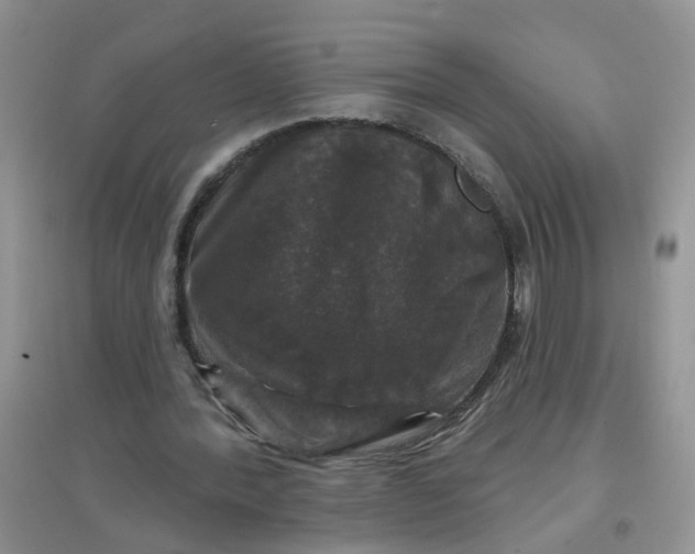 X0000097650388200803142114