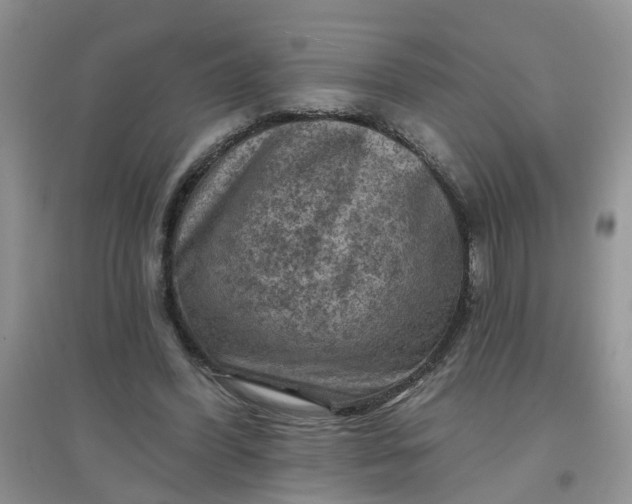 X0000097650396200803142114