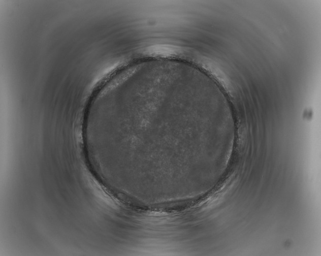 X0000097650399200803142114