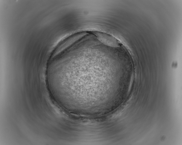 X0000097650434200803142113