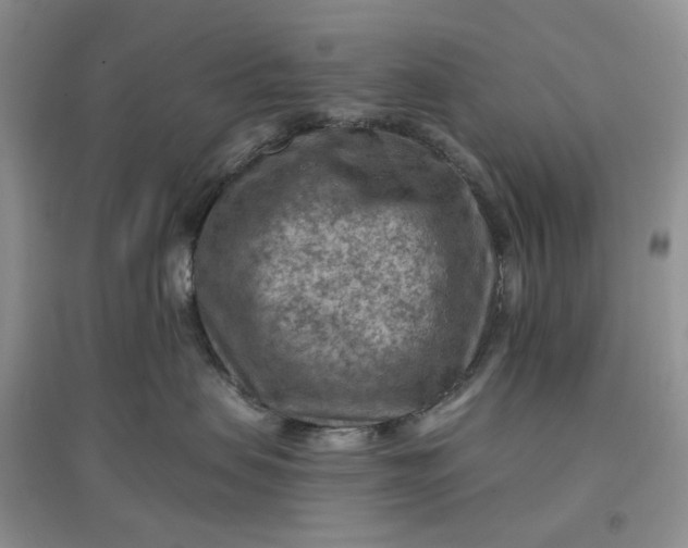 X0000097650479200803142114