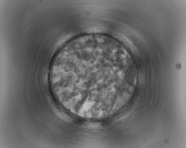 X0000097650491200803142113