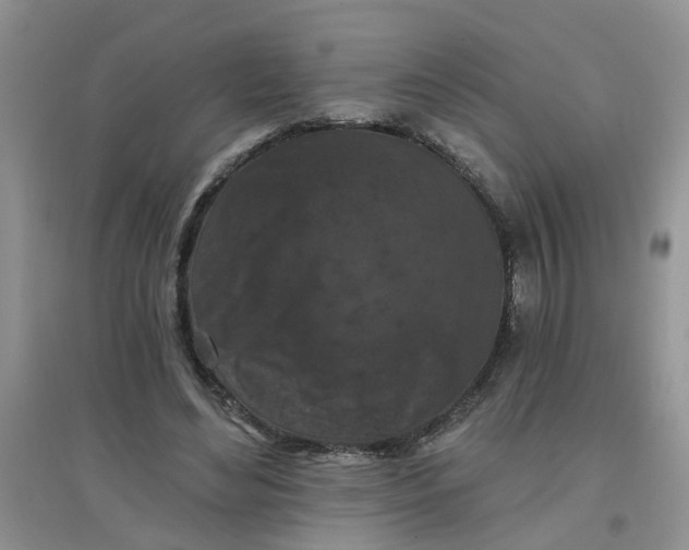 X0000097650492200803142113