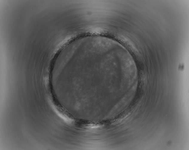 X0000097650496200803142113