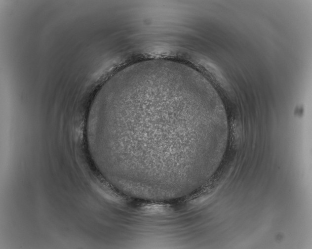 X0000097650499200803142113