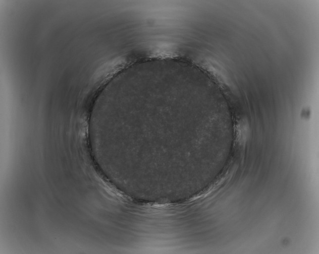 X0000097650517200803142113