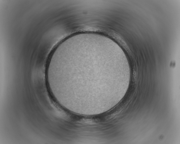 X0000097650534200803142112