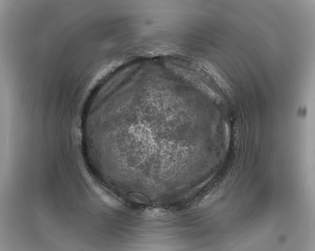 X0000097650634200803142110