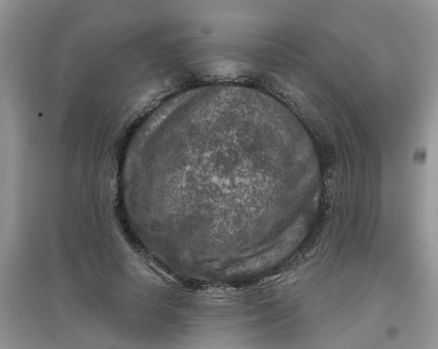 X0000097650642200803142110