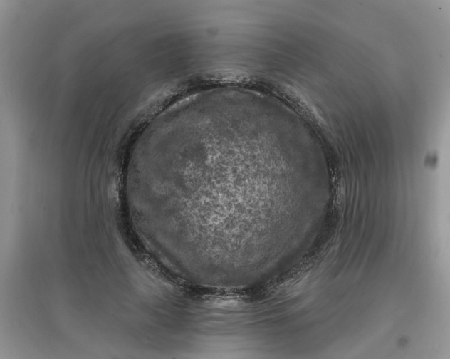 X0000097650643200803142110