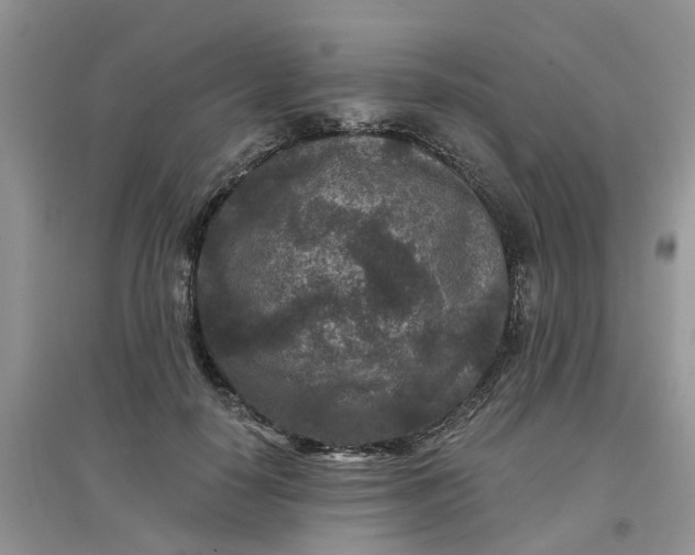 X0000097650650200803142111