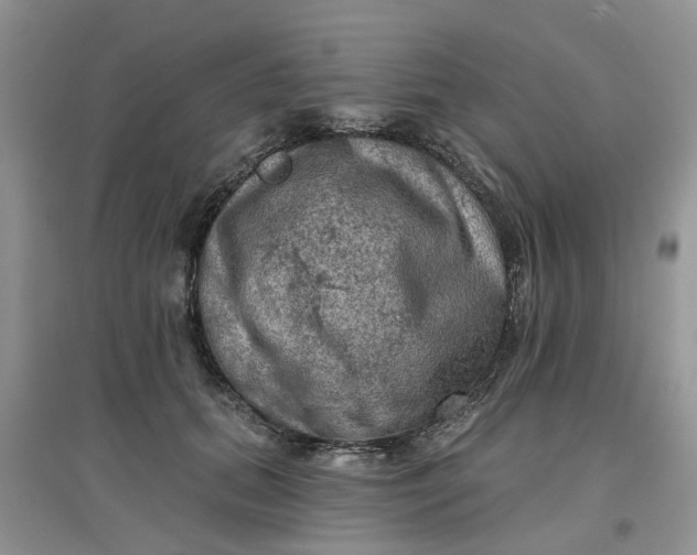 X0000097650655200803142111