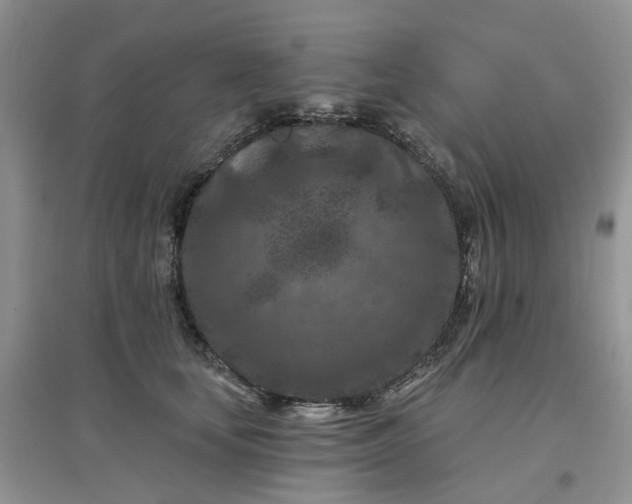 X0000097650659200803142111