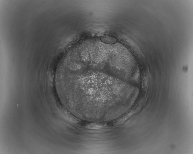 X0000097650661200803142111