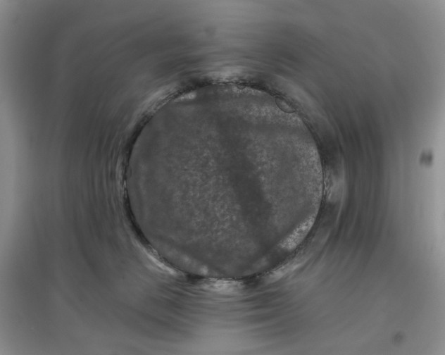 X0000097650670200803142111