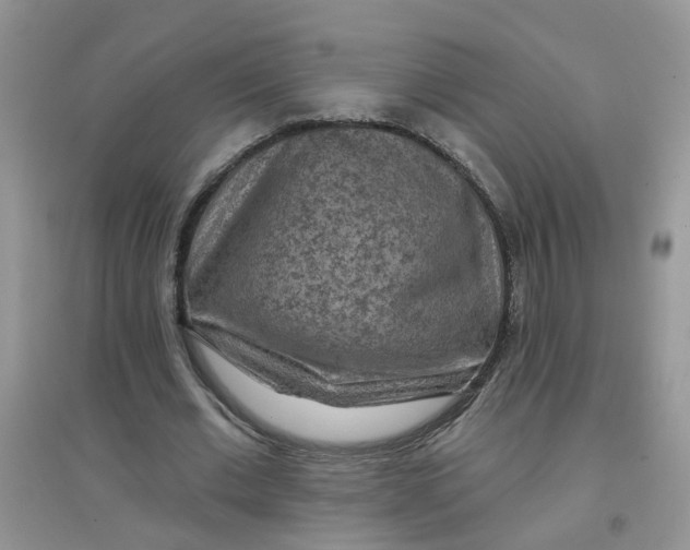 X0000097650677200803142110