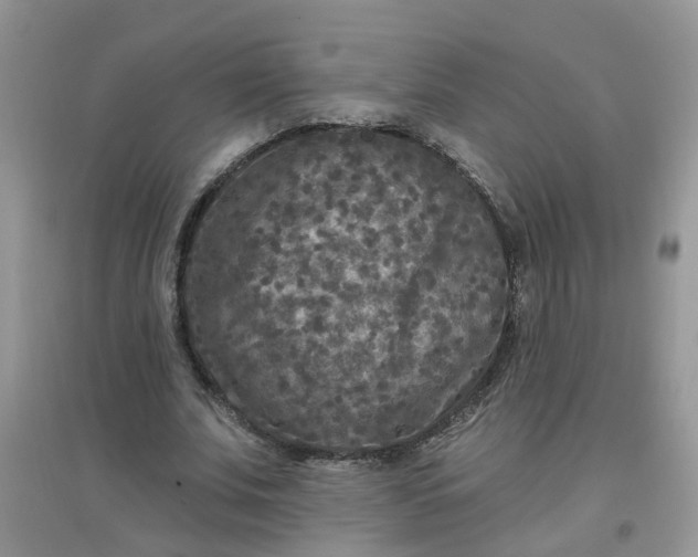 X0000097650679200803142110