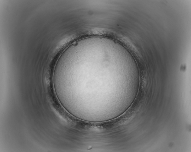 X0000097650683200803142110