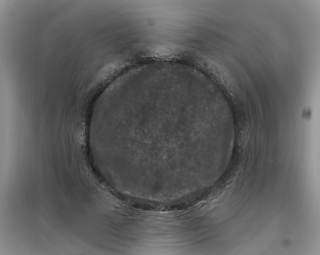 X0000097650689200803142110