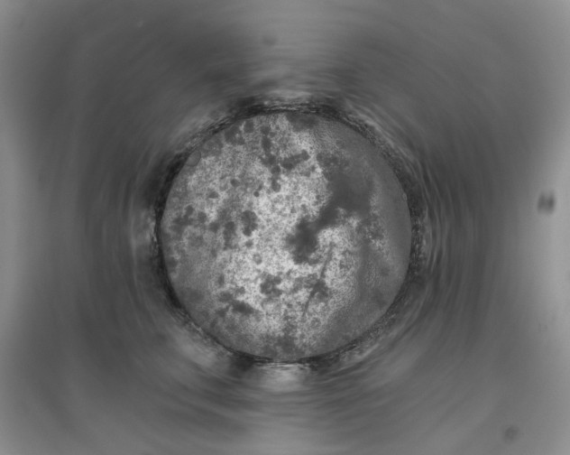 X0000097650711200803142110